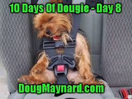 @00 @ 1 seal belt dog meme