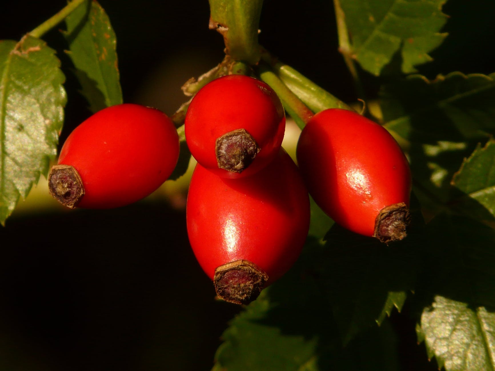 rose-hip-fruit-sammelfrucht-red-67296.jpeg